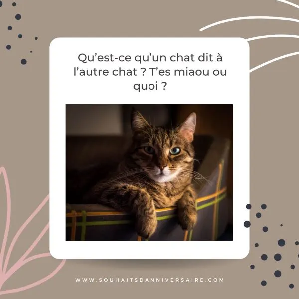 Un chat conscient qui réfléchit à la citation - Qu’est-ce qu’un chat dit à l’autre chat ? T’es miaou ou quoi ?