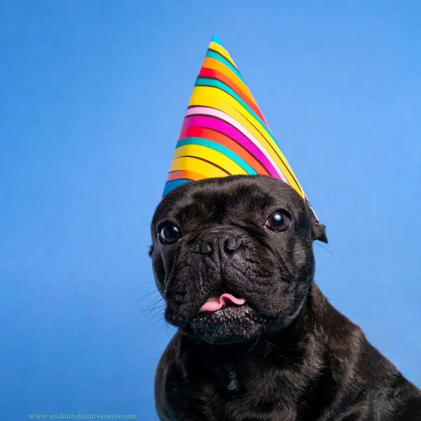 Un chien noir amusant portant une casquette d'anniversaire, ajoutant une touche d'humour à la célébration d'un anniversaire.